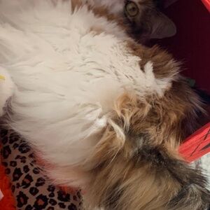 Meet your Posher, Shane